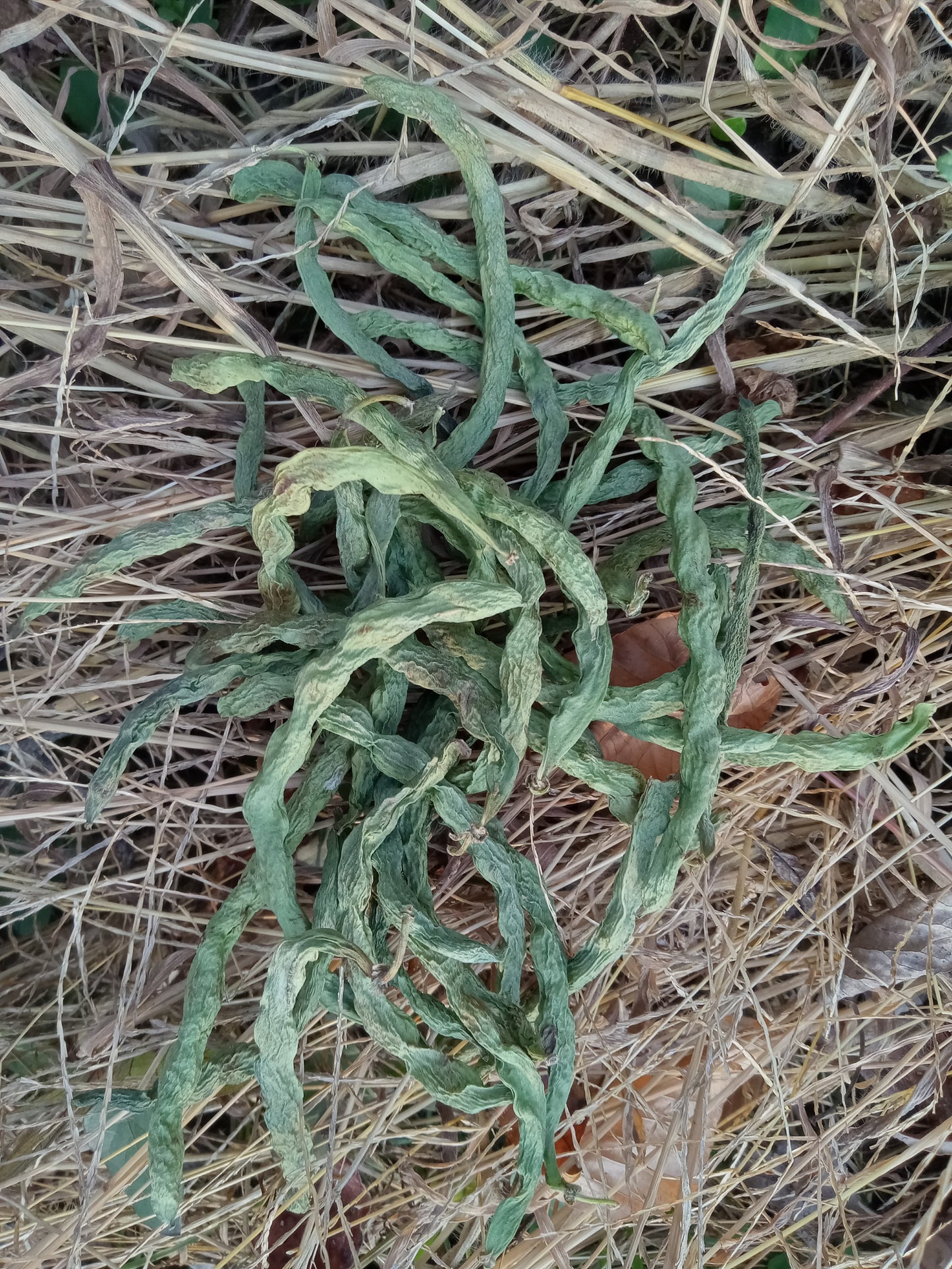 Organic Farm Fresh Green Beans