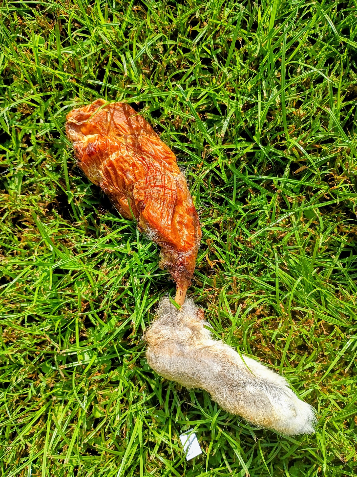 Local Rabbit Special