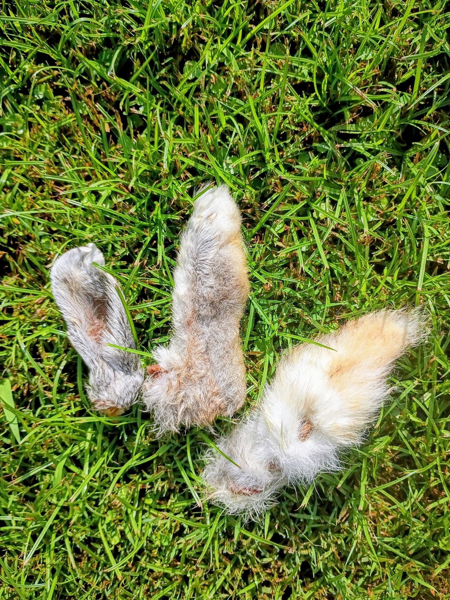 Local Rabbit Special