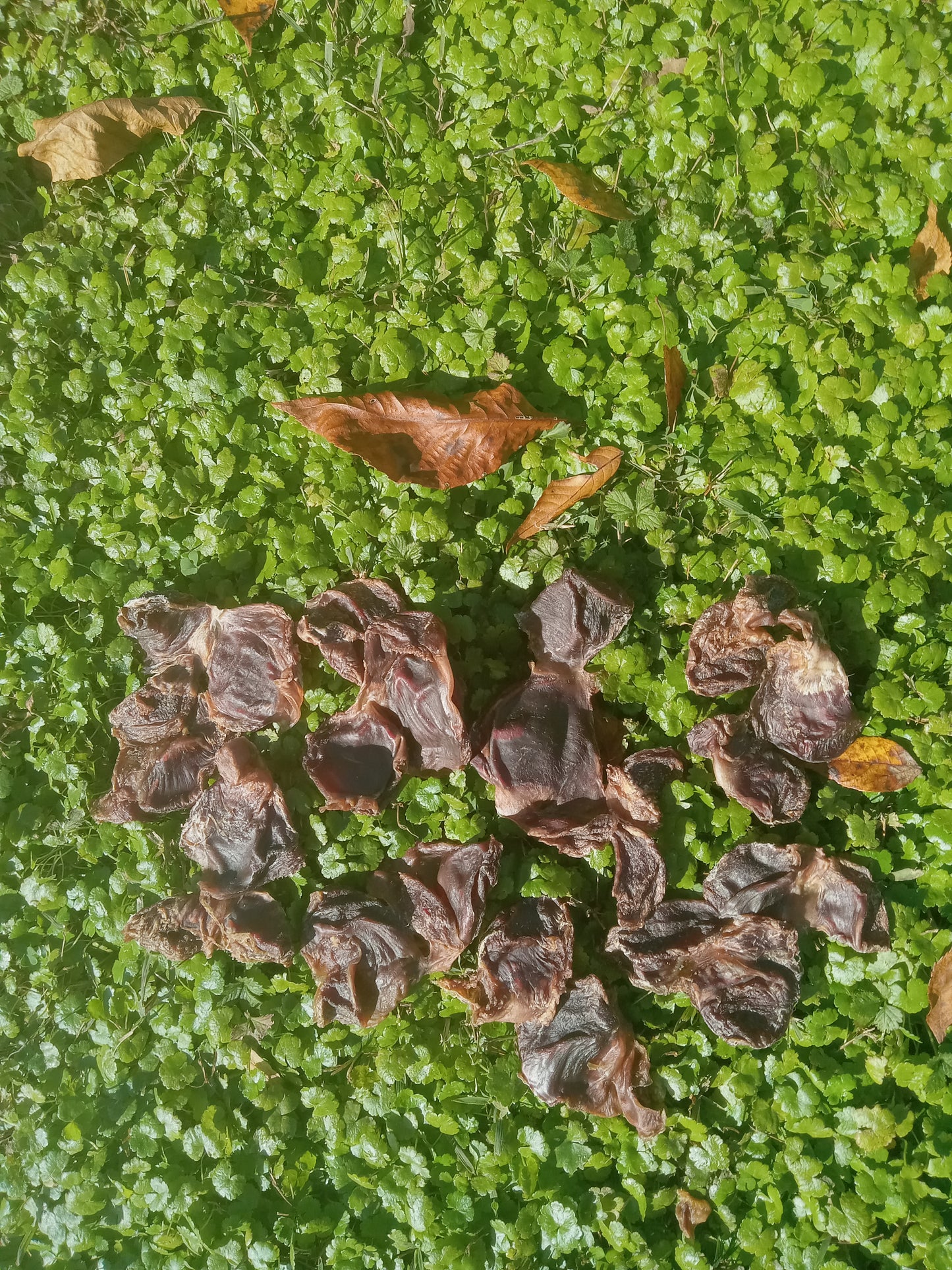 Chicken Hearts