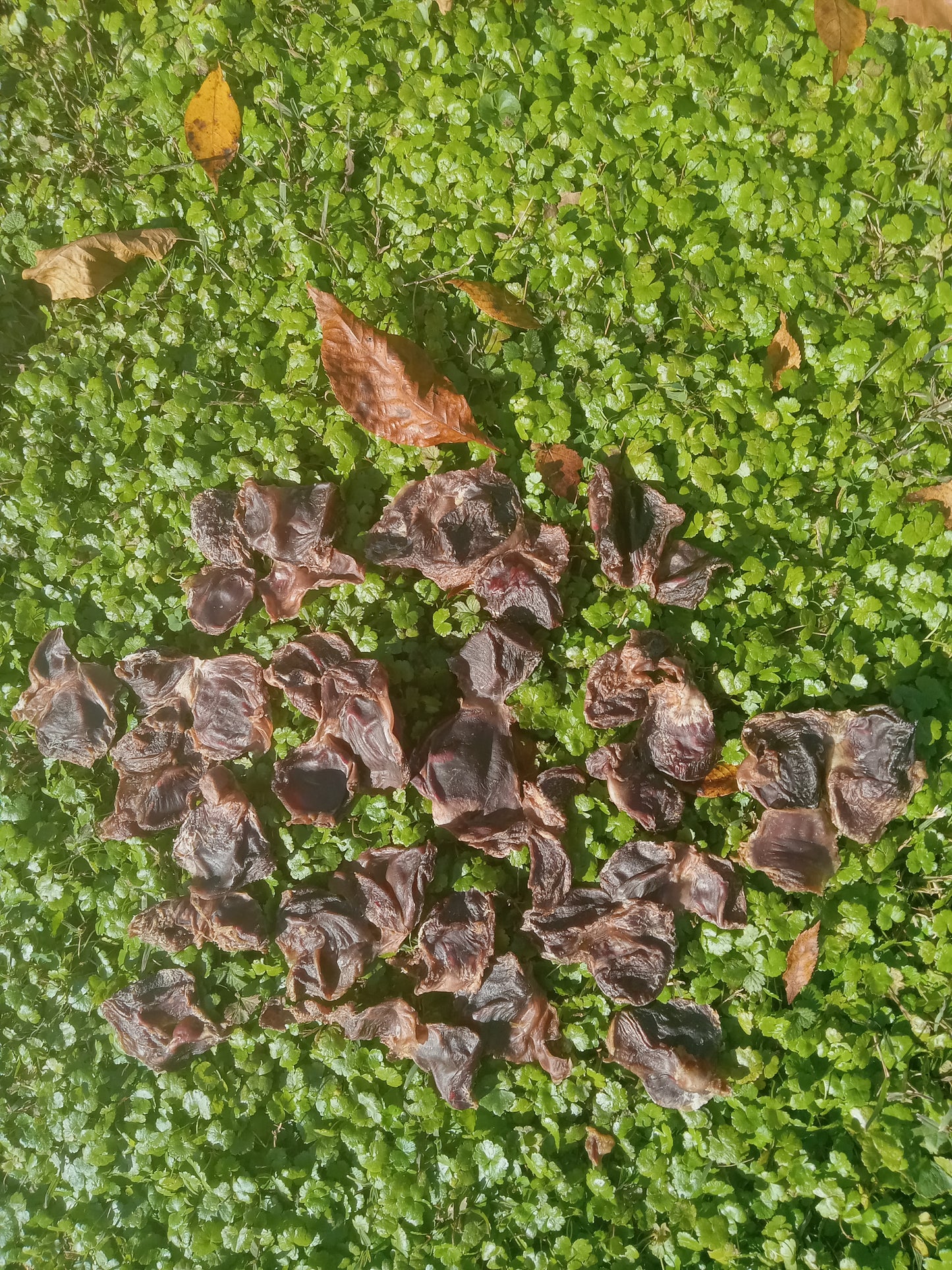 Chicken Hearts