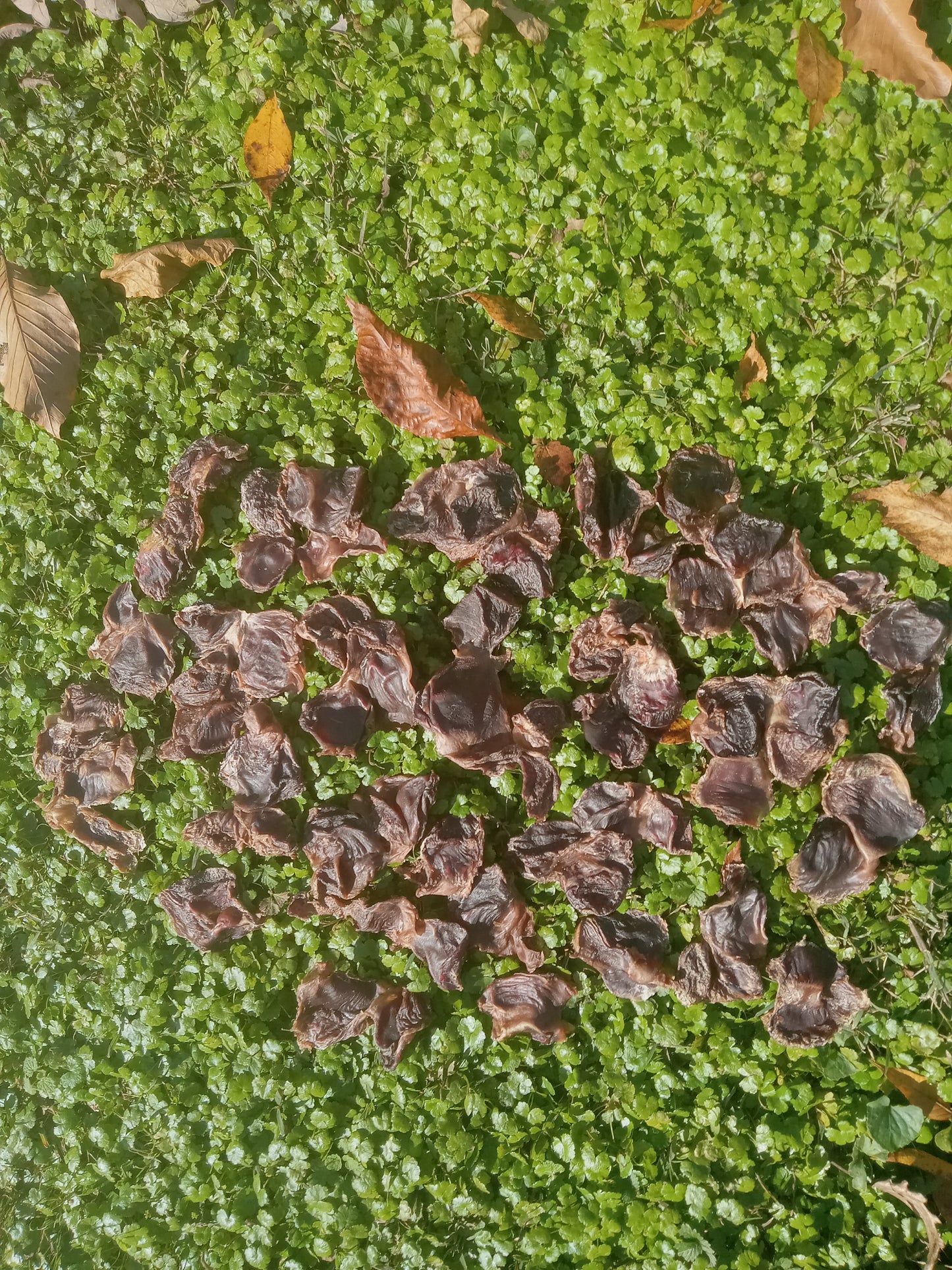 Chicken Hearts