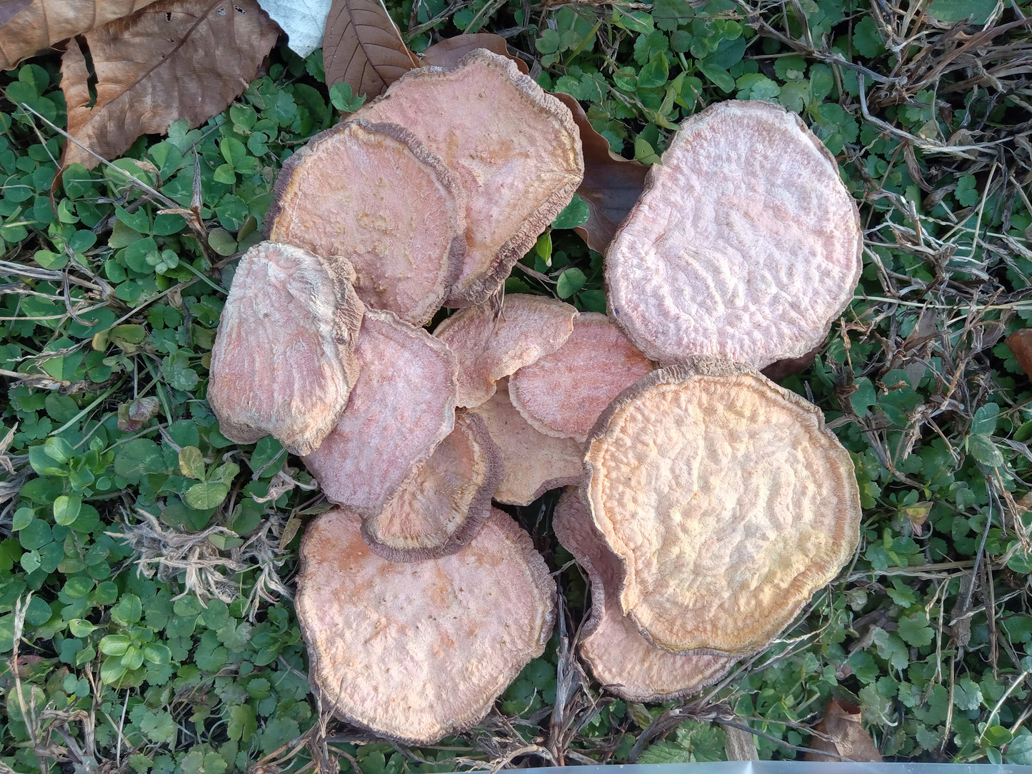 Organic Farm Fresh Sweet Potato